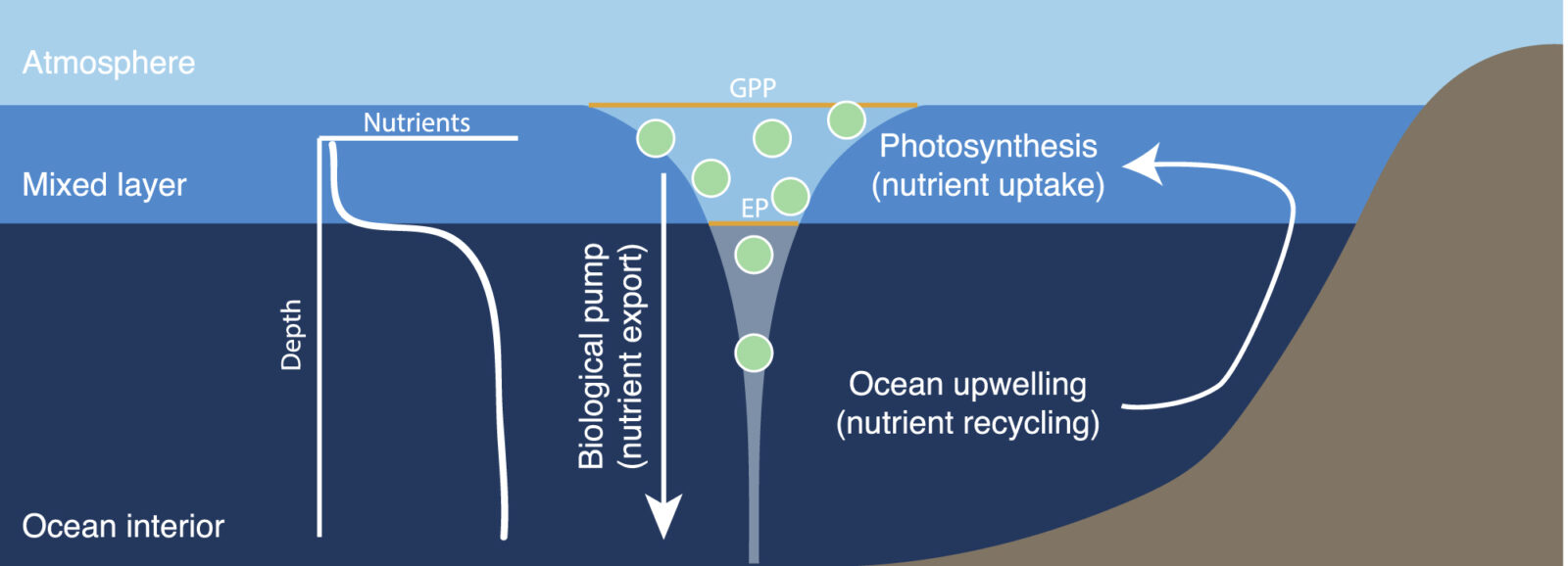 Schematic of ocean nutrient cycling. (Fig 1, Olson 2020)