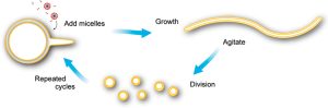 Graphical Abstract for Coupled Growth and Division of Model Protocell Membranes by Zhu and Szostak, 2009
