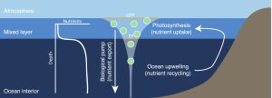 Schematic of ocean nutrient cycling.